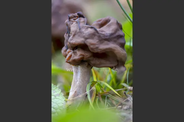 Fokus-Natur Bild
