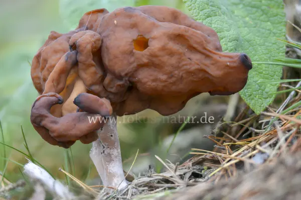 Fokus-Natur Bild