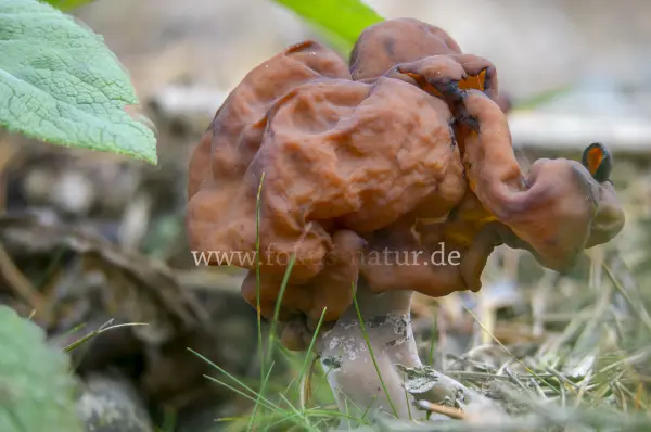 Fokus-Natur Bild