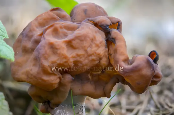 Fokus-Natur Bild