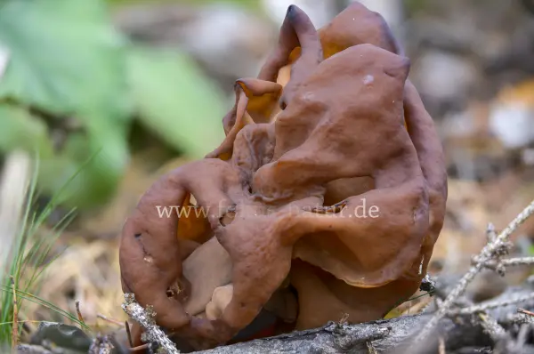 Fokus-Natur Bild