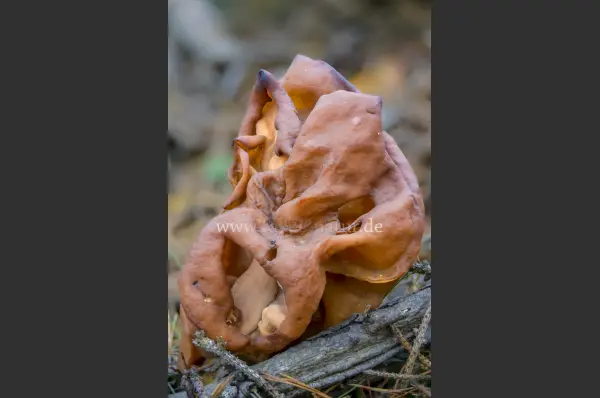 Fokus-Natur Bild