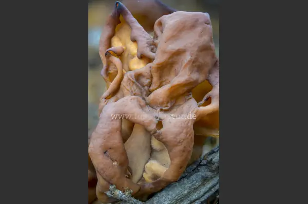 Fokus-Natur Bild