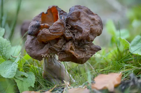 Fokus-Natur Bild