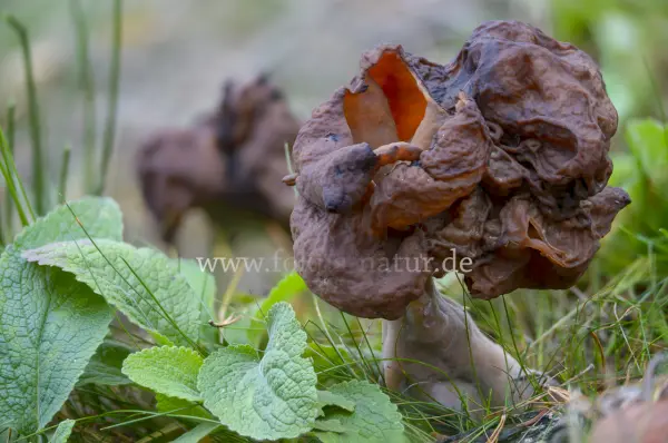 Fokus-Natur Bild
