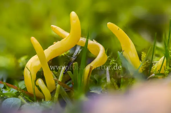 Fokus-Natur Bild