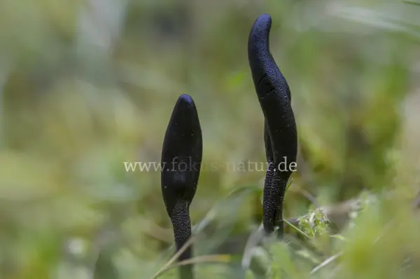 Fokus-Natur Bild
