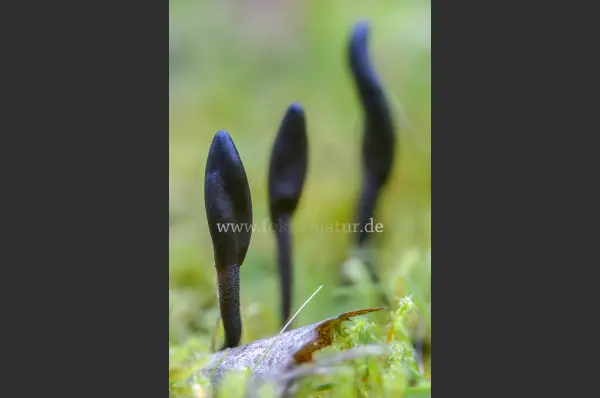Fokus-Natur Bild