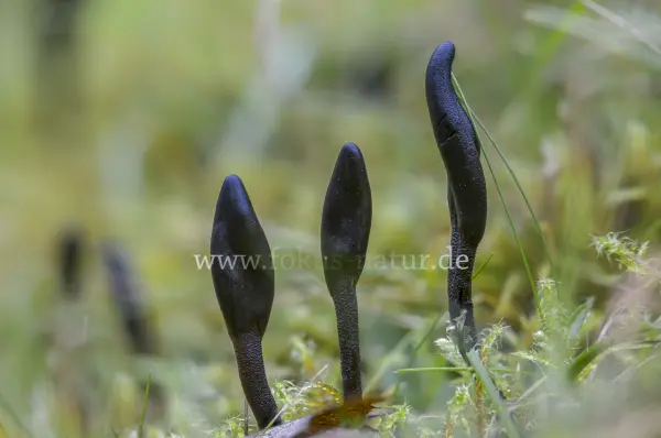 Fokus-Natur Bild