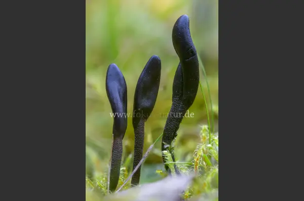 Fokus-Natur Bild