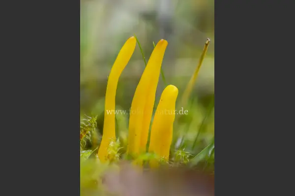 Fokus-Natur Bild