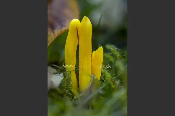 Fokus-Natur Bild