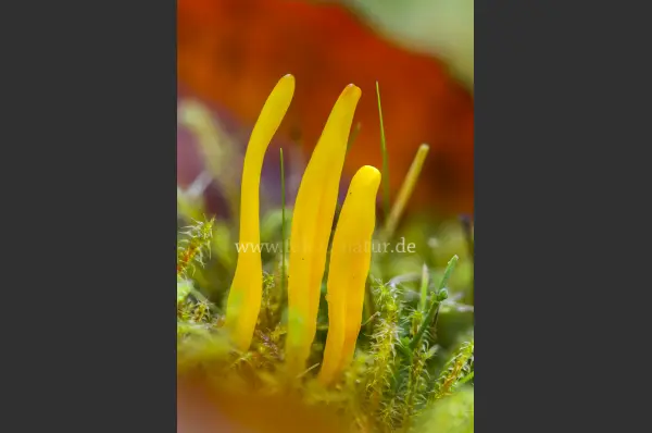 Fokus-Natur Bild