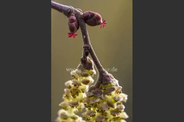 Fokus-Natur Bild