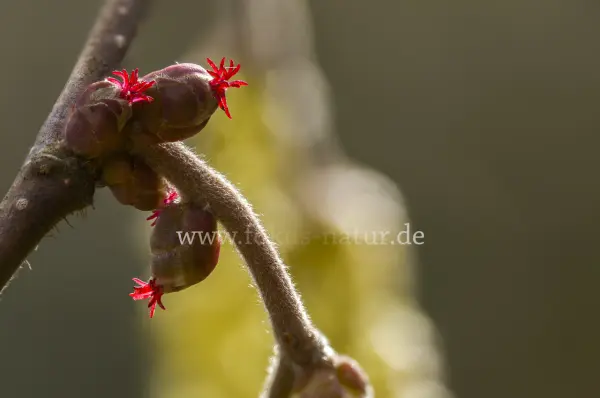 Fokus-Natur Bild