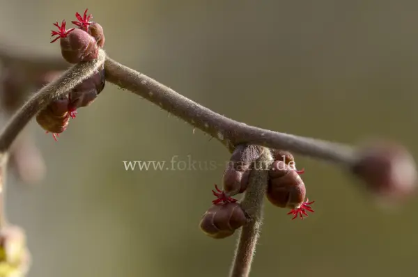 Fokus-Natur Bild