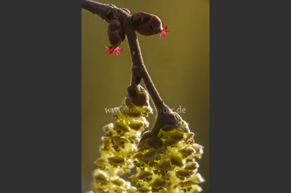 Fokus-Natur Bild