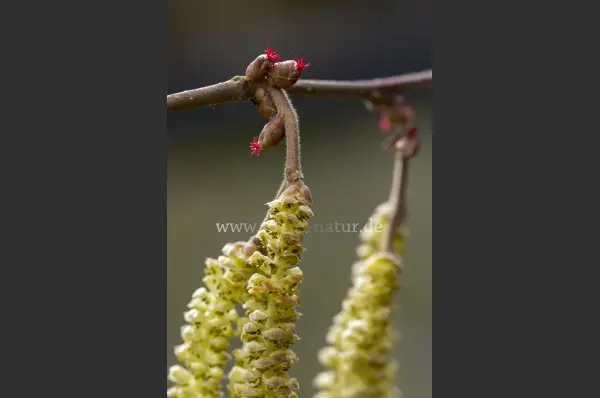 Fokus-Natur Bild