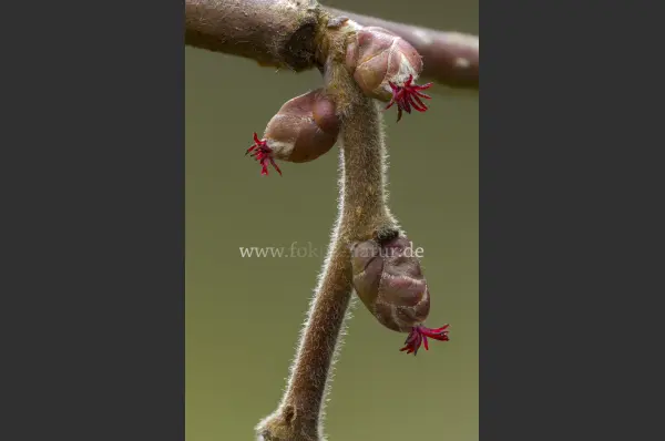 Fokus-Natur Bild