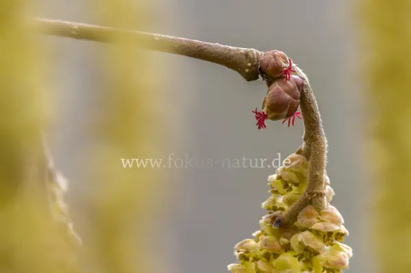 Fokus-Natur Bild