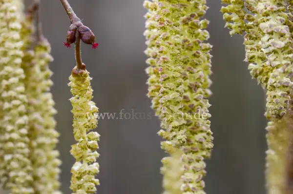 Fokus-Natur Bild