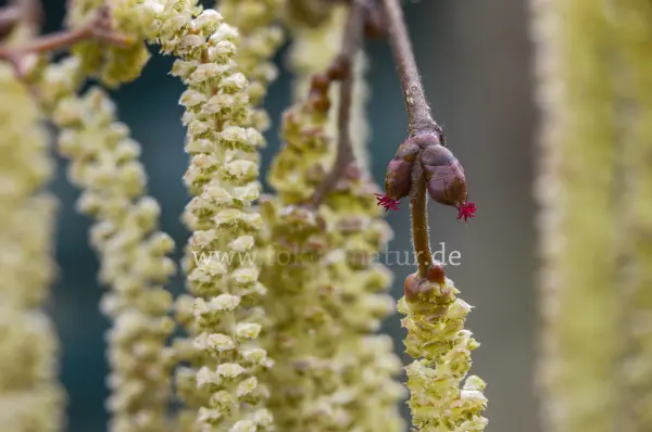 Fokus-Natur Bild