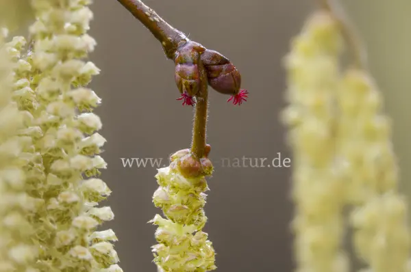 Fokus-Natur Bild