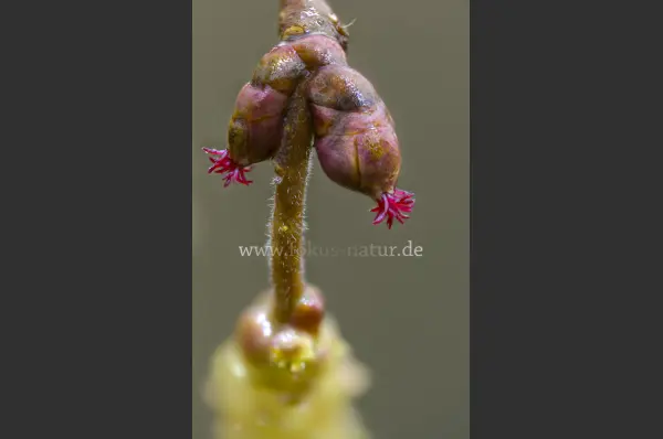 Fokus-Natur Bild