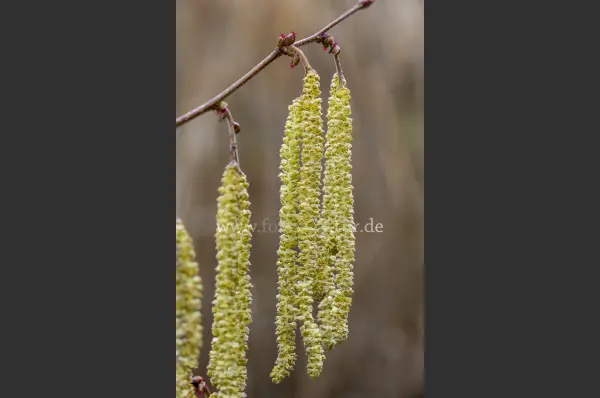 Fokus-Natur Bild