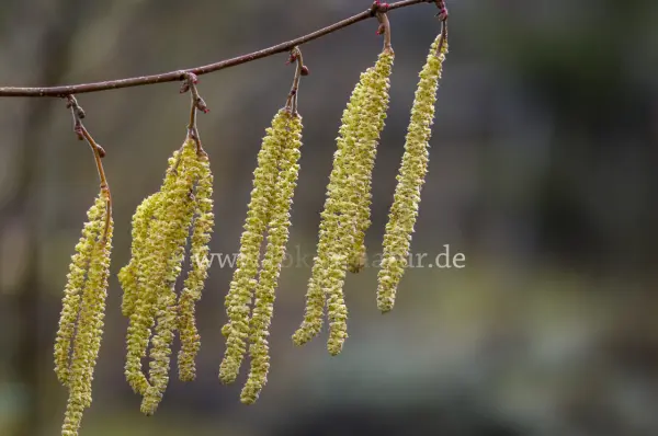 Fokus-Natur Bild