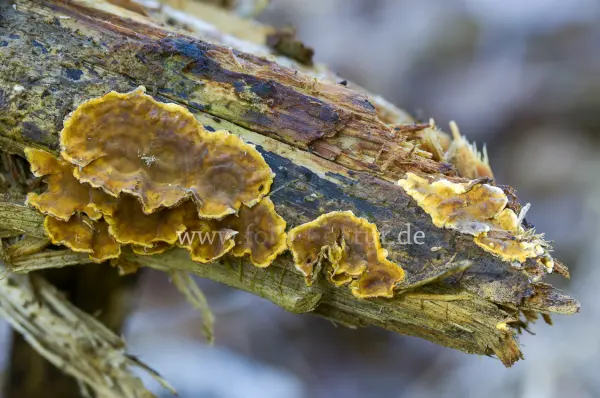 Fokus-Natur Bild