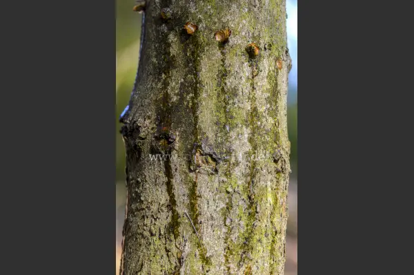 Fokus-Natur Bild