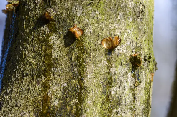 Fokus-Natur Bild
