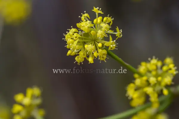 Fokus-Natur Bild