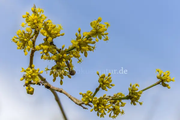 Fokus-Natur Bild