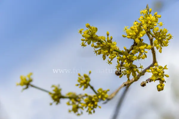 Fokus-Natur Bild