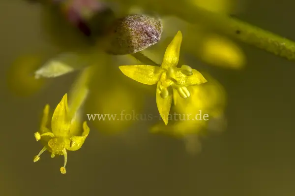 Fokus-Natur Bild