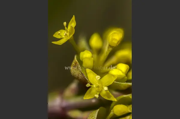 Fokus-Natur Bild