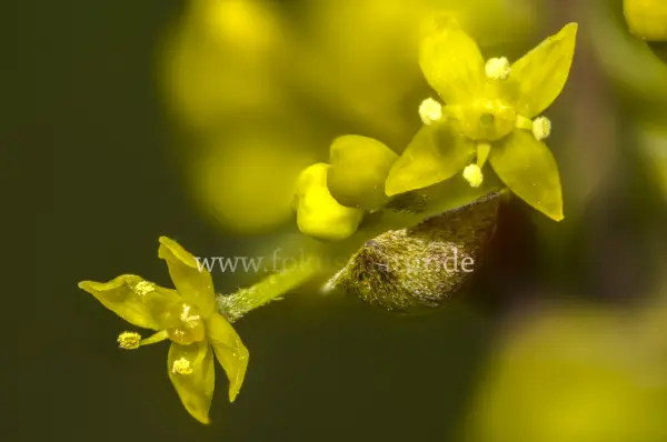 Fokus-Natur Bild