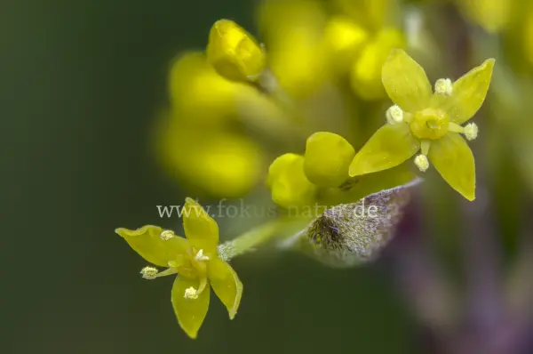 Fokus-Natur Bild