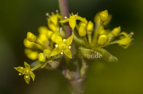 Fokus-Natur Bild