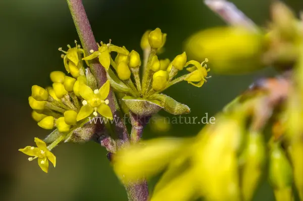 Fokus-Natur Bild