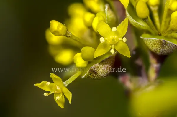 Fokus-Natur Bild