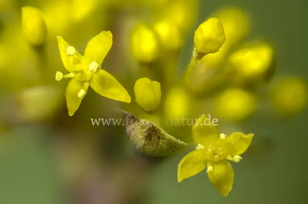 Fokus-Natur Bild
