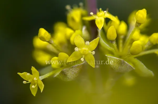 Fokus-Natur Bild