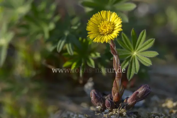 Fokus-Natur Bild