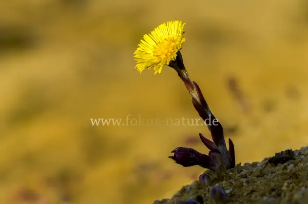 Fokus-Natur Bild