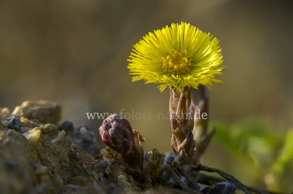 Fokus-Natur Bild