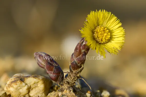 Fokus-Natur Bild