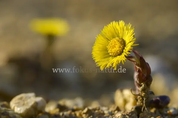 Fokus-Natur Bild